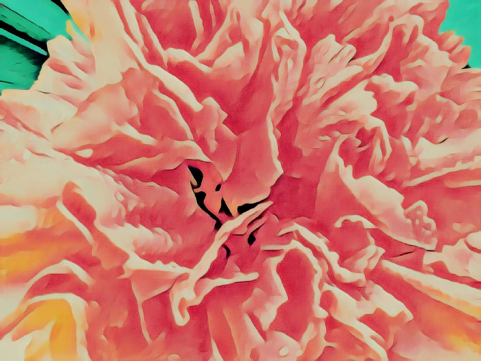 "Carnations Like Pastels" by Tinamarie Cox