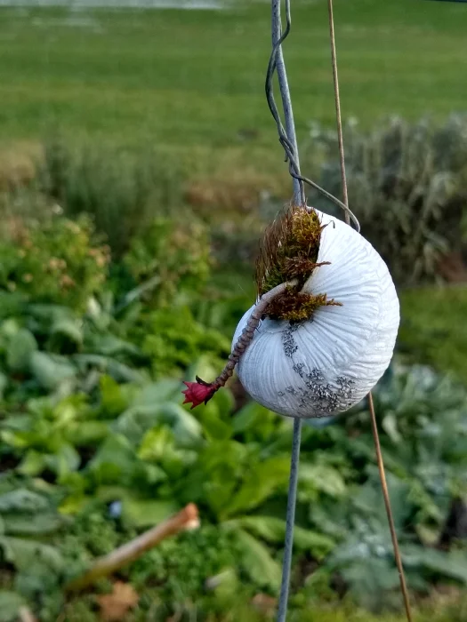 "Sprouting from inside" by Daniela Pichler