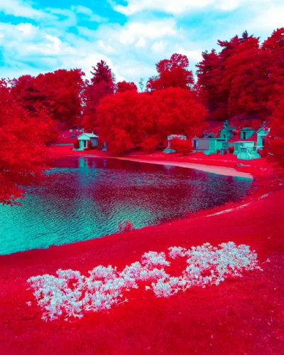 "Flowers for the Forgotten" by Michael Pacheco